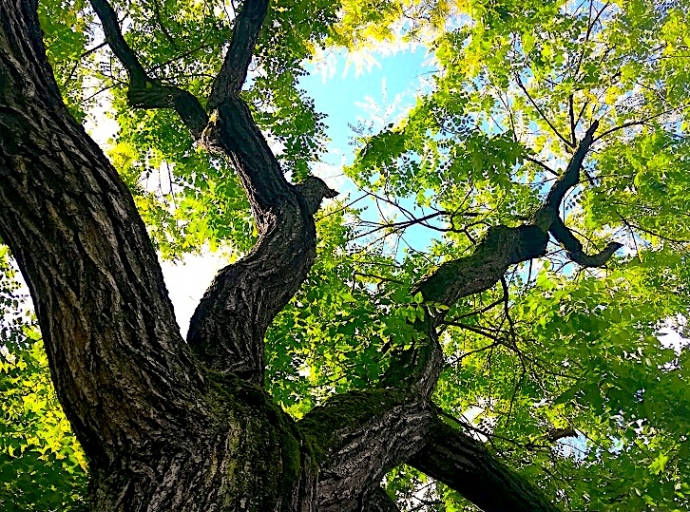 L'Albero delle parole - di Patrizia Petrachi