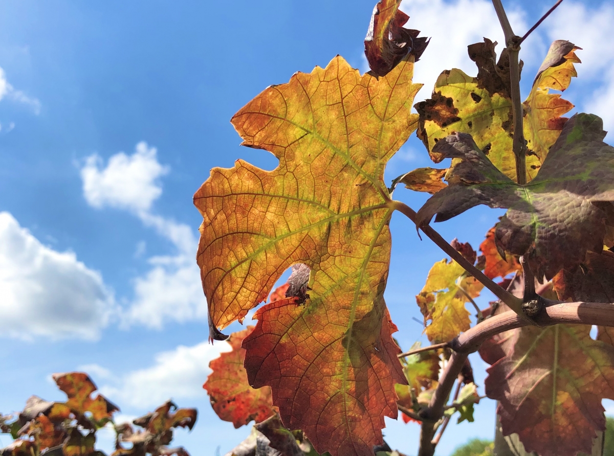  Con sguardo empatico alla terra del Salento… - di Mariella Spagnolo